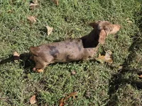 Chip, a male Miniature Dachshund for sale in Cadiz, KY – 7 of 7