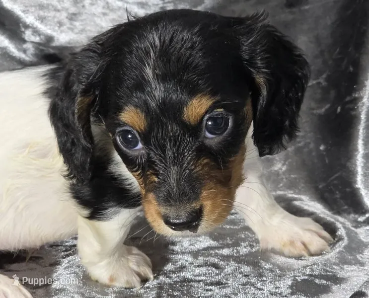 Miles - long haired-pied – Miniature Dachshund puppy for sale in Cadiz, KY