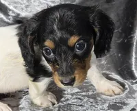 Miles - long haired-pied, a male Miniature Dachshund for sale in Cadiz, KY – 1 of 6