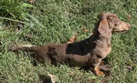 Chip, a male Miniature Dachshund for sale in Cadiz, KY – 4 of 7