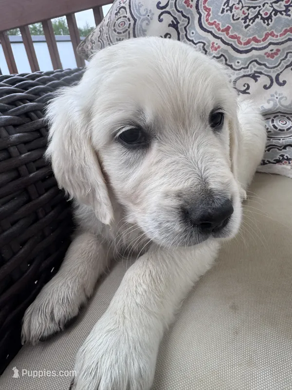 Blue collar  – English Cream Golden Retriever puppy for sale in Wooster, OH