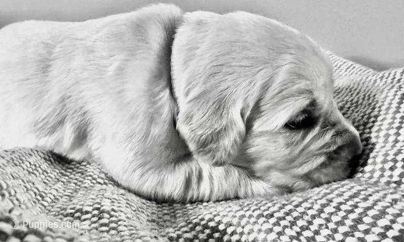 Grey Collar – English Cream Golden Retriever puppy for sale in Wooster, OH