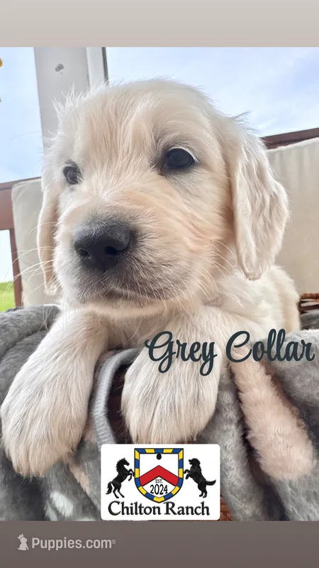 Grey Collar – English Cream Golden Retriever puppy for sale in Wooster, OH