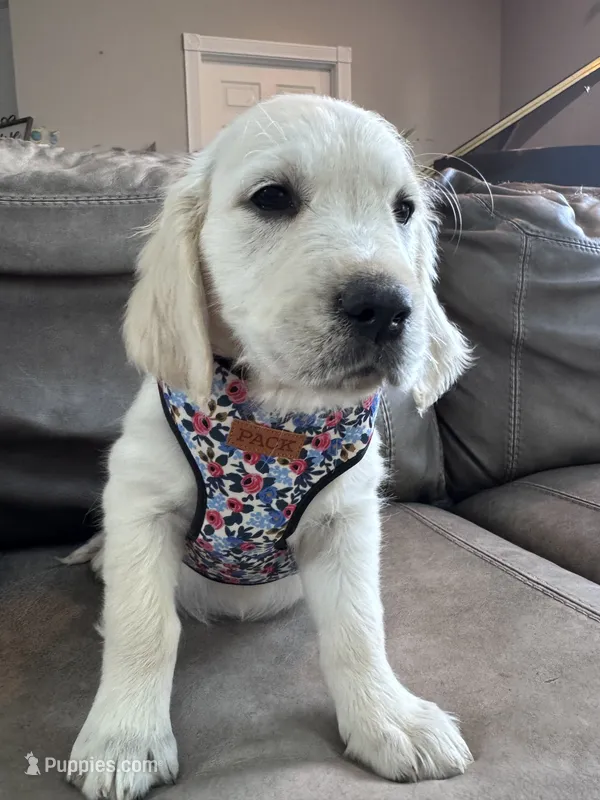 Pink  – English Cream Golden Retriever puppy for sale in Wooster, OH