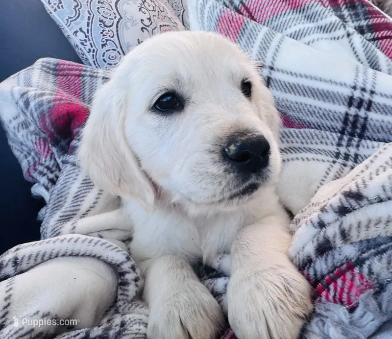 Pink  – English Cream Golden Retriever puppy for sale in Wooster, OH