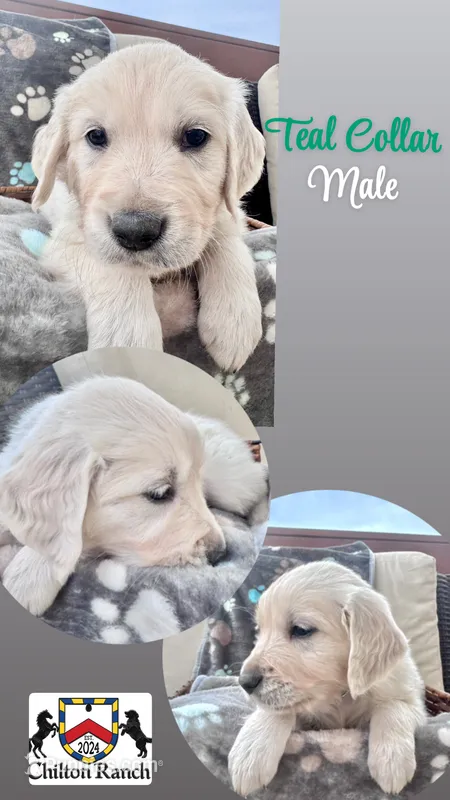Teal – English Cream Golden Retriever puppy for sale in Wooster, OH