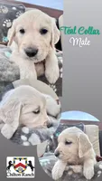 Teal, a male English Cream Golden Retriever for sale in Wooster, OH – 1 of 1