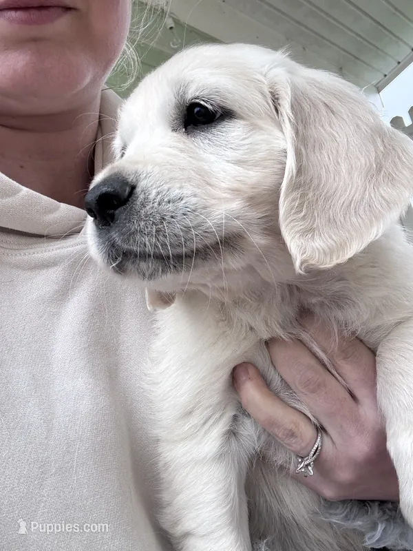 Pink  – English Cream Golden Retriever puppy for sale in Wooster, OH
