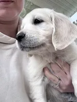 Pink , a female English Cream Golden Retriever for sale in Wooster, OH – 1 of 2