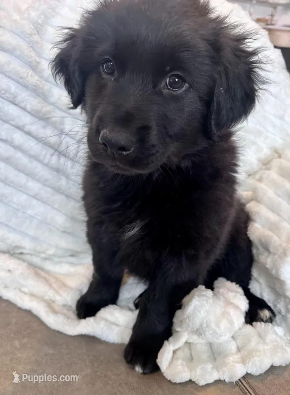 Australian Retriever- Blue