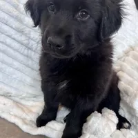 Australian Retriever- Crate Trained- Potty Trained, a male Australian Shepherd for sale in Wooster, OH – Photo 1 of 2