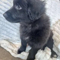 Australian Retriever- Crate Trained- Potty Trained, a male Australian Shepherd for sale in Wooster, OH – Photo 2 of 2