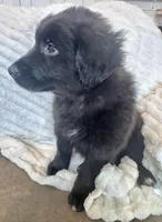 Australian Retriever- Blue, a male Australian Shepherd for sale in Wooster, OH – Photo 1 of 2