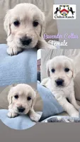 Lavender , a female English Cream Golden Retriever for sale in Wooster, OH – 1 of 1
