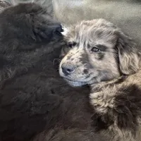 Rose, a female Australian Shepherd for sale in Wooster, OH – Photo 3 of 5