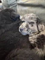 Rose, a female Australian Shepherd for sale in Wooster, OH – Photo 3 of 5