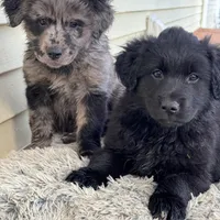 Rose, a female Australian Shepherd for sale in Wooster, OH – Photo 2 of 5