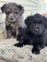 Rose, a female Australian Shepherd for sale in Wooster, OH – Photo 2 of 5