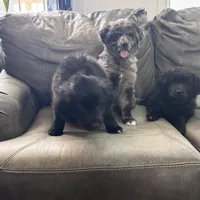 Rose, a female Australian Shepherd for sale in Wooster, OH – Photo 5 of 5