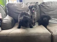 Rose, a female Australian Shepherd for sale in Wooster, OH – Photo 5 of 5