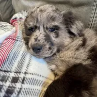 Rose, a female Australian Shepherd for sale in Wooster, OH – Photo 1 of 5