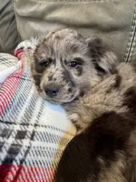 Rose, a female Australian Shepherd for sale in Wooster, OH – Photo 1 of 5