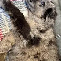 Rose, a female Australian Shepherd for sale in Wooster, OH – Photo 4 of 5