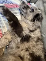 Rose, a female Australian Shepherd for sale in Wooster, OH – Photo 4 of 5