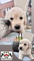 Pink , a female English Cream Golden Retriever for sale in Wooster, OH – 2 of 2