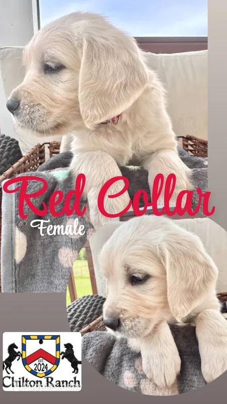 Red Collar – English Cream Golden Retriever puppy for sale in Wooster, OH