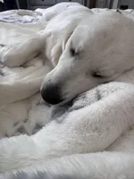 Red Collar, a female English Cream Golden Retriever for sale in Wooster, OH – Photo 2 of 4