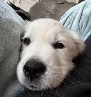 Red Collar, a female English Cream Golden Retriever for sale in Wooster, OH – Photo 3 of 4