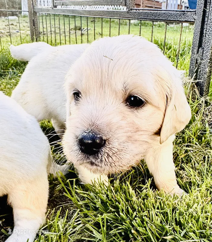 Red Collar – English Cream Golden Retriever puppy for sale in Wooster, OH