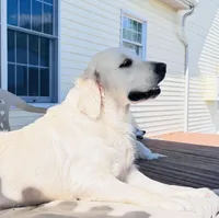 Red Collar, a female English Cream Golden Retriever for sale in Wooster, OH – Photo 4 of 4