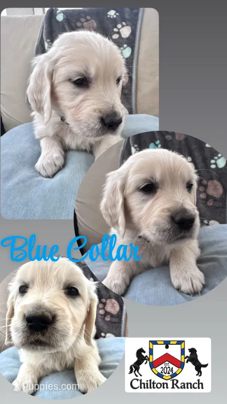 Blue collar  – English Cream Golden Retriever puppy for sale in Wooster, OH
