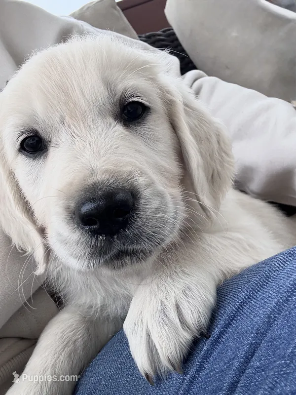 Teal – English Cream Golden Retriever puppy for sale in Wooster, OH