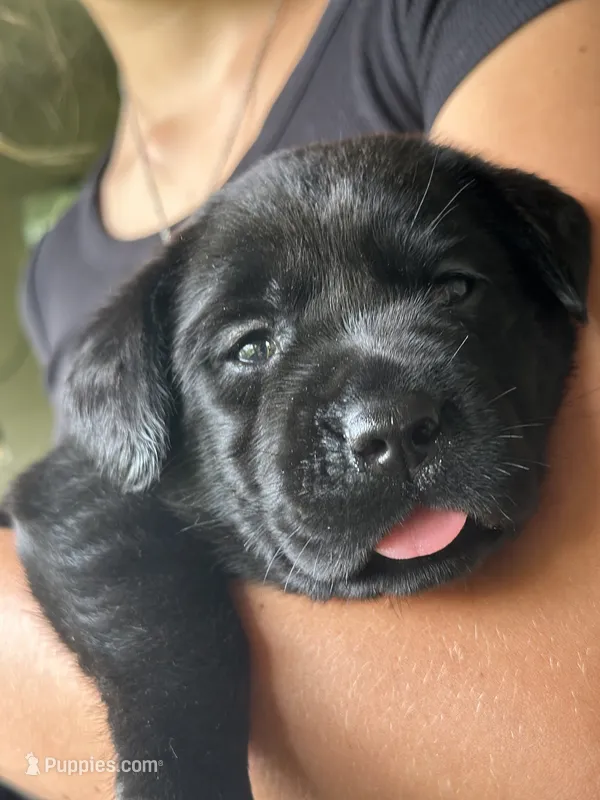AKC Hawaii Labrador Retriever Black Puppy – Labrador Retriever puppy for sale in Kapaau, HI