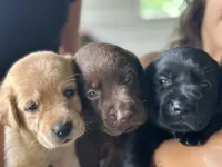 AKC Hawaii Yellow Labrador Retriver Puppy, a male Labrador Retriever for sale in Kapaau, HI – 2 of 2