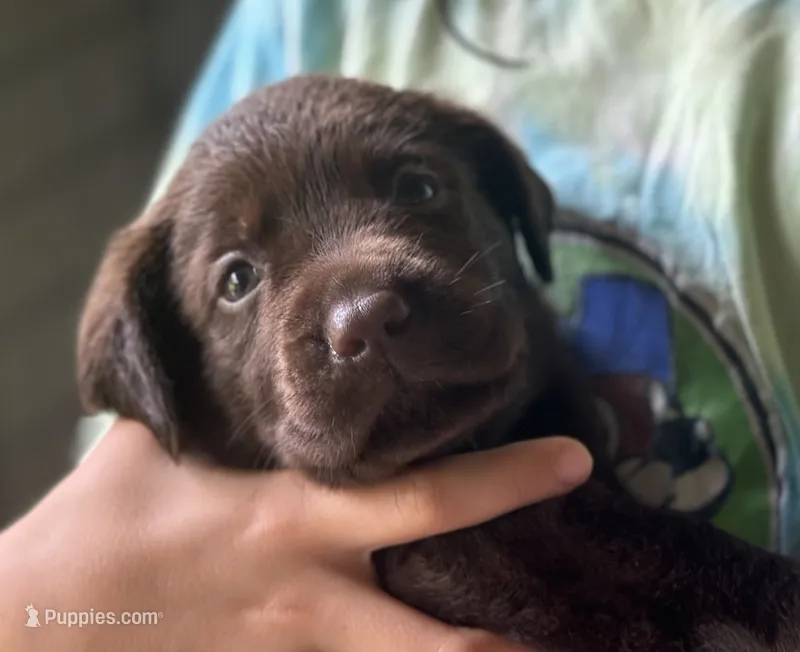 AKC Hawaii Labrador Retriever Chocolate Puppy – Labrador Retriever puppy for sale in Kapaau, HI