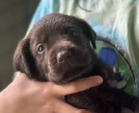 AKC Hawaii Labrador Retriever Chocolate Puppy, a female Labrador Retriever for sale in Kapaau, HI – 1 of 2