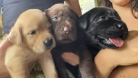 AKC Hawaii Labrador Retriever Black Puppy, a female Labrador Retriever for sale in Kapaau, HI – 2 of 2