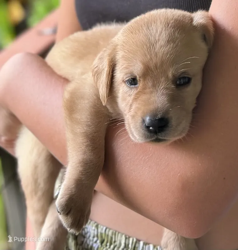 AKC Hawaii Yellow Labrador Retriver Puppy – Labrador Retriever puppy for sale in Kapaau, HI