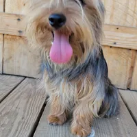 Thumper, a male Yorkshire Terrier for sale in Clover, SC – Photo 3 of 4