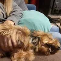 Thumper, a male Yorkshire Terrier for sale in Clover, SC – Photo 2 of 4