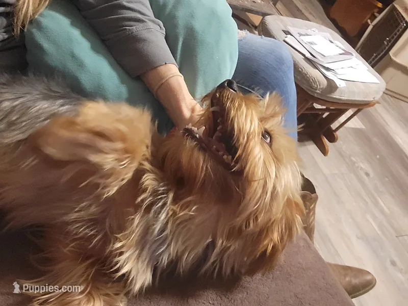 Thumper – Yorkshire Terrier puppy for sale in Clover, SC