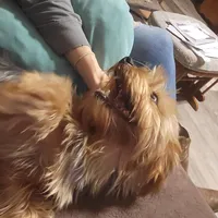 Thumper, a male Yorkshire Terrier for sale in Clover, SC – Photo 1 of 4