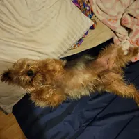 Thumper, a male Yorkshire Terrier for sale in Clover, SC – Photo 4 of 4