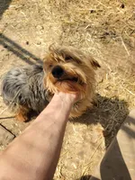 Thumper, a male Yorkshire Terrier for sale in Clover, SC – Photo 5 of 5