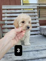 Pup 3, a male Poodle - Toy  for sale in Clover, SC – Photo 3 of 4