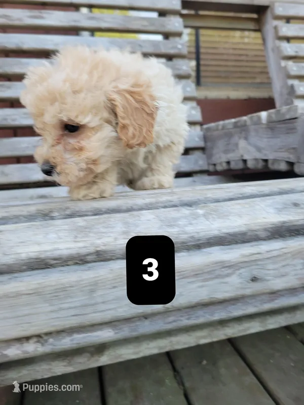 Pup 3 – Poodle - Toy  puppy for sale in Clover, SC